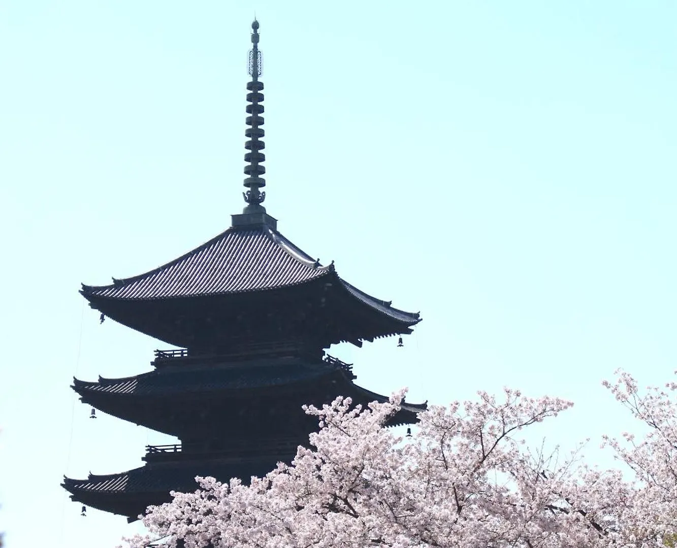 Stay Sakura Kyoto Tsubaki Japan